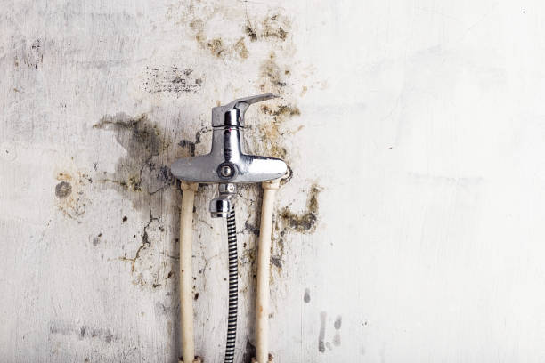 Best Toxic Mold Removal  in Buckner, MO