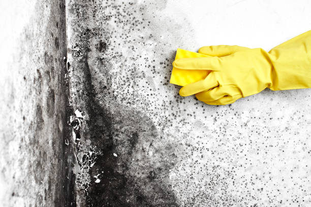 Attic Mold Removal in Buckner, MO