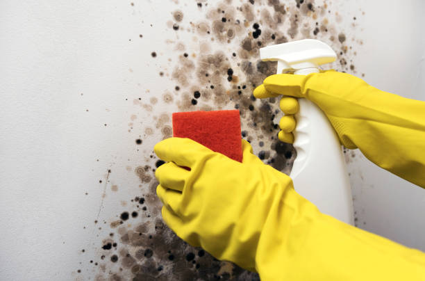 Best Commercial Mold Removal  in Buckner, MO