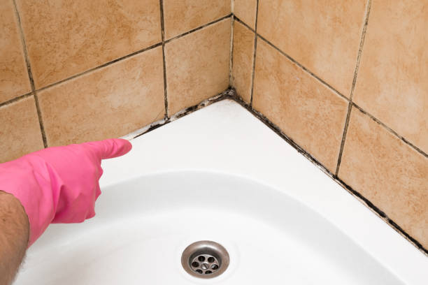 Best Emergency Mold Removal  in Buckner, MO