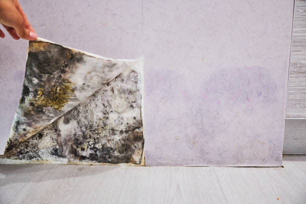 Best Mold Damage Repair  in Buckner, MO